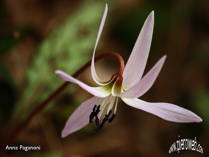 Erythronium Dens Canis.jpg